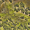 Forest-creek channels aerial